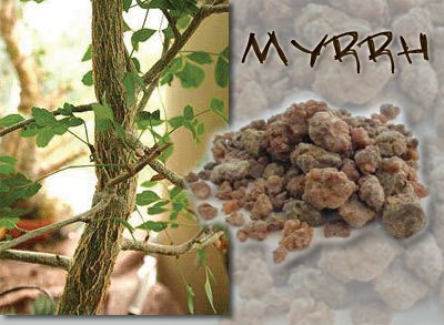 گیاه مُر - معرفی و خواص گیاهان دارویی